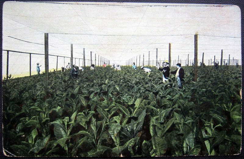 Plantación tabaco en tapaco. Cuba
