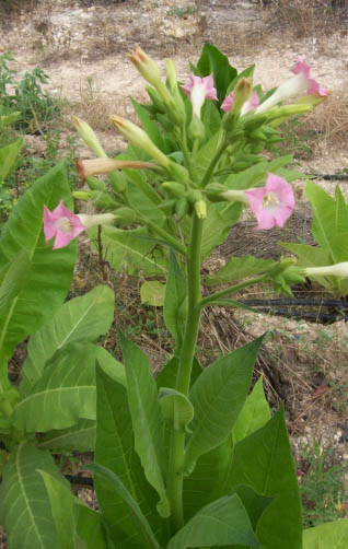 Tabaco de Virginia