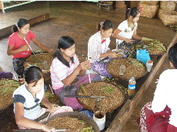 Myanmar (Birmania). Lago Inle. Jovenes trabajadoras rurales fabricando puritos artesanalmente.